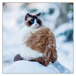 Cats, képes lemeznaptár 2027