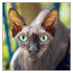 Cats, képes lemeznaptár 2027