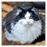 Cats, képes lemeznaptár 2027