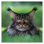 Cats, képes lemeznaptár 2027