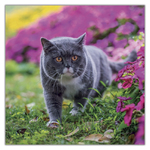 Cats, képes lemeznaptár 2027