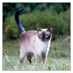 Cats, képes lemeznaptár 2027
