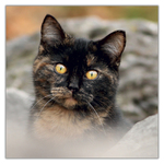 Cats, képes lemeznaptár 2027