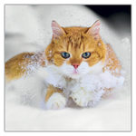 Cats, képes lemeznaptár 2027