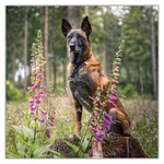 Dogs, képes lemeznaptár 2027