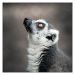 Endangered Animals, képes lemeznaptár 2027