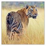Endangered Animals, képes lemeznaptár 2027
