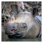 Endangered Animals, képes lemeznaptár 2027