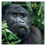 Endangered Animals, képes lemeznaptár 2027