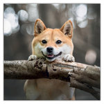Happy Doge, képes lemeznaptár 2027 Happy Doge, képes lemeznaptár 2027