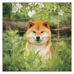 Happy Doge, képes lemeznaptár 2027 Happy Doge, képes lemeznaptár 2027