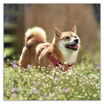 Happy Doge, képes lemeznaptár 2027 Happy Doge, képes lemeznaptár 2027