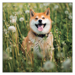 Happy Doge, képes lemeznaptár 2027 Happy Doge, képes lemeznaptár 2027