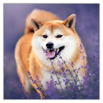 Happy Doge, képes lemeznaptár 2027 Happy Doge, képes lemeznaptár 2027