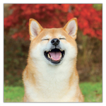Happy Doge, képes lemeznaptár 2027 Happy Doge, képes lemeznaptár 2027