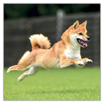 Happy Doge, képes lemeznaptár 2027 Happy Doge, képes lemeznaptár 2027