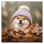 Happy Doge, képes lemeznaptár 2027 Happy Doge, képes lemeznaptár 2027
