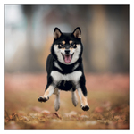 Happy Doge, képes lemeznaptár 2027 Happy Doge, képes lemeznaptár 2027