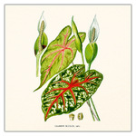 Herbarium, képes lemeznaptár 2027