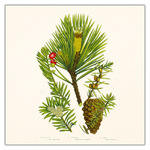 Herbarium, képes lemeznaptár 2027