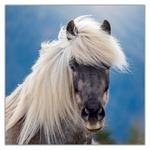 Horses - Christiane Slawik, képes lemeznaptár 2027