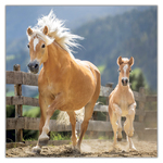 Horses - Christiane Slawik, képes lemeznaptár 2027