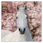 Horses - Christiane Slawik, képes lemeznaptár 2027