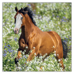 Horses - Christiane Slawik, képes lemeznaptár 2027