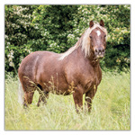 Horses - Christiane Slawik, képes lemeznaptár 2027
