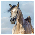 Horses - Christiane Slawik, képes lemeznaptár 2027