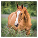 Horses - Christiane Slawik, képes lemeznaptár 2027