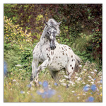 Horses - Christiane Slawik, képes lemeznaptár 2027