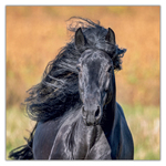 Horses - Christiane Slawik, képes lemeznaptár 2027