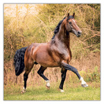 Horses - Christiane Slawik, képes lemeznaptár 2027