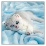 Kittens, képes lemeznaptár 2027