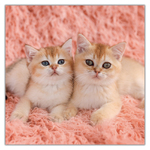 Kittens, képes lemeznaptár 2027