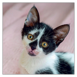Kittens, képes lemeznaptár 2027