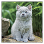 Kittens, képes lemeznaptár 2027