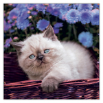 Kittens, képes lemeznaptár 2027
