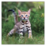 Kittens, képes lemeznaptár 2027