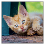 Kittens, képes lemeznaptár 2027