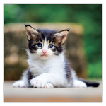 Kittens, képes lemeznaptár 2027