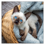 Kittens, képes lemeznaptár 2027