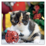 Kittens, képes lemeznaptár 2027