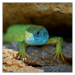 Lizards, képes lemeznaptár 2027 Lizards, képes lemeznaptár 2027