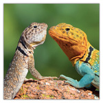 Lizards, képes lemeznaptár 2027 Lizards, képes lemeznaptár 2027