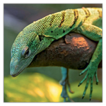 Lizards, képes lemeznaptár 2027 Lizards, képes lemeznaptár 2027