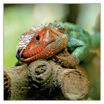 Lizards, képes lemeznaptár 2027 Lizards, képes lemeznaptár 2027
