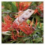 Lizards, képes lemeznaptár 2027 Lizards, képes lemeznaptár 2027