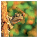 Lizards, képes lemeznaptár 2027 Lizards, képes lemeznaptár 2027